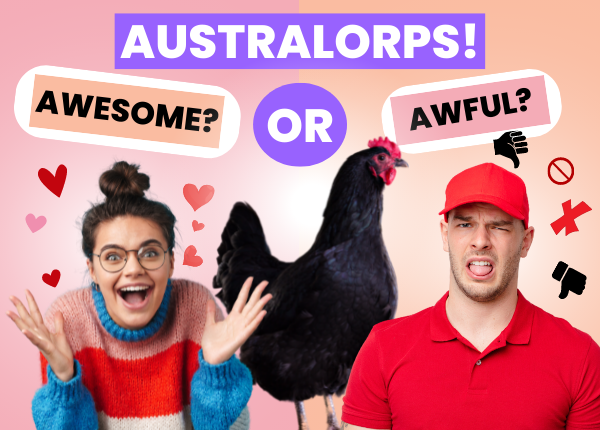 australorp chicken breed