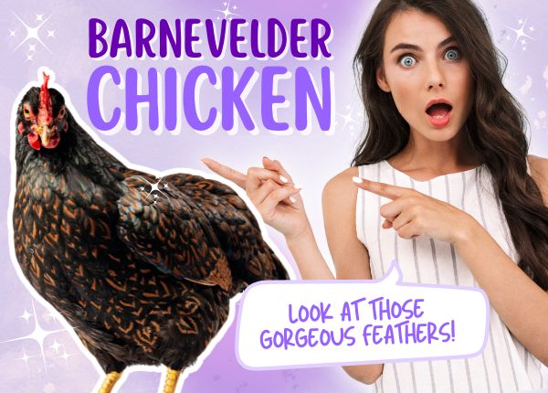 Barnevelder Chicken Breeds: Owners Truths Revealed 😍 - chickenexperts