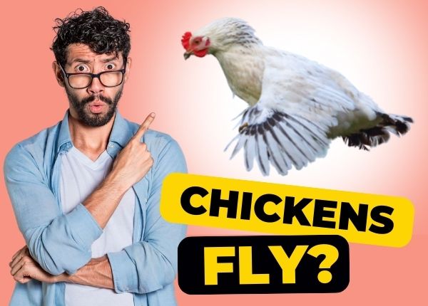 Can Chickens Fly? Yes! But Why &amp; How Far is the Question 