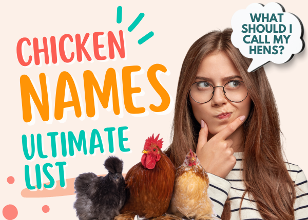 chicken names ultimate list
