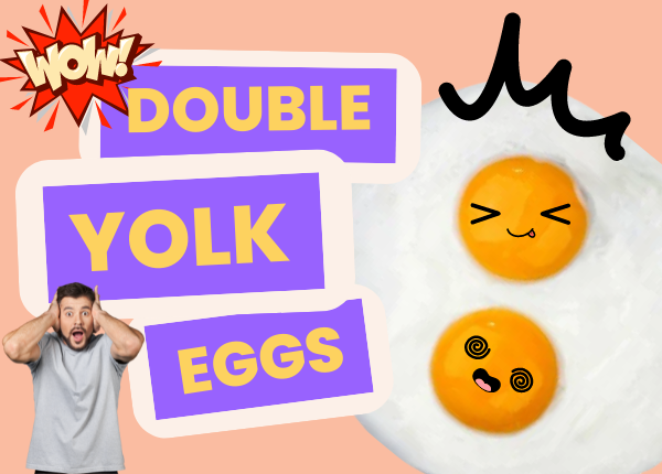 http://chickenexperts.com/cdn/shop/articles/double-yolk-eggs_600x.png?v=1657756992