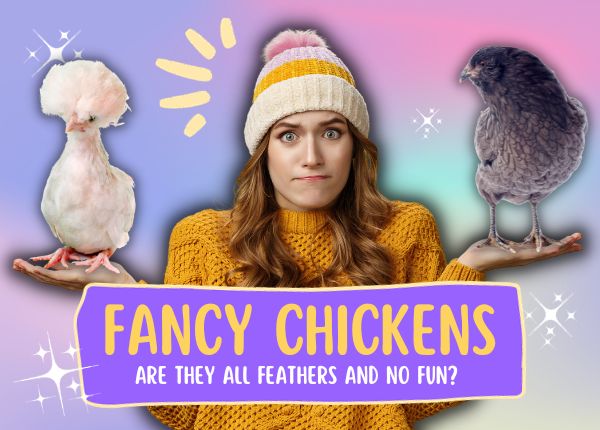 fancy chickens