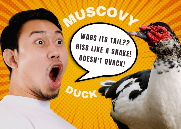 Muscovy Ducks 🦆 – The Good, The Bad, The Ugly, and the Law