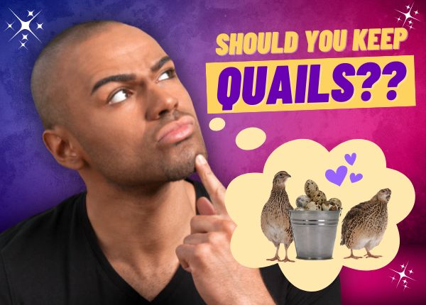 quails