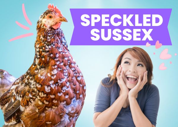 speckled sussex