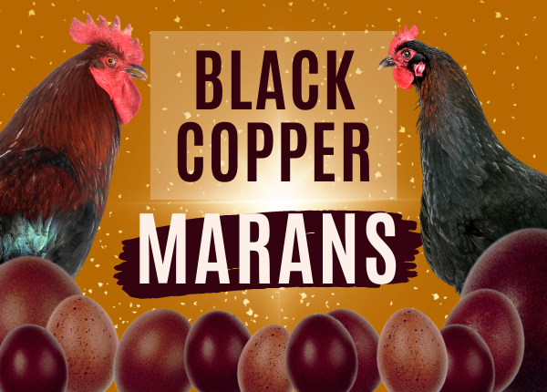 black copper marans