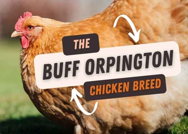 the buff orpington chicken breed