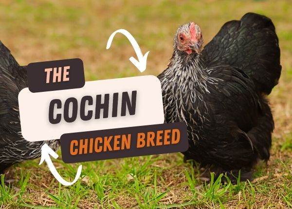 the cochin chicken breed
