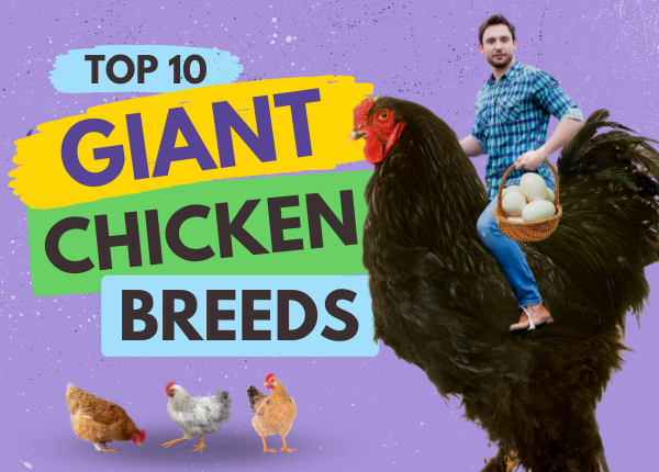 top 10 giant chicken breeds