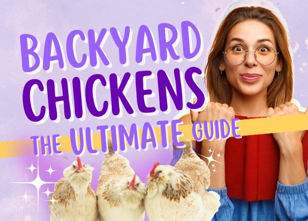 Backyard Chickens: An Ultimate Guide from the Experts!