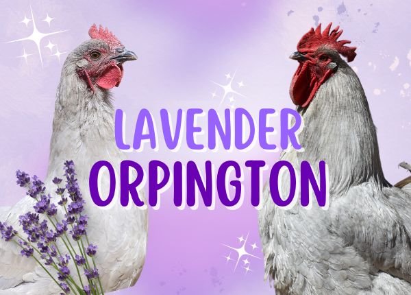 lavender orpington chicken breed