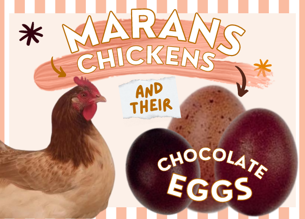 Maran Chickens and their Chocolate Eggs