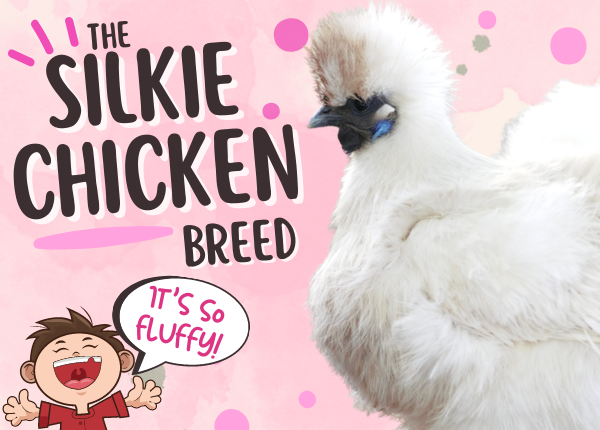 Silkie Chickens - A Masterclass with The Experts😍