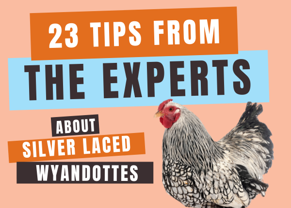 23 tips from the experts about silver laced wyandottes