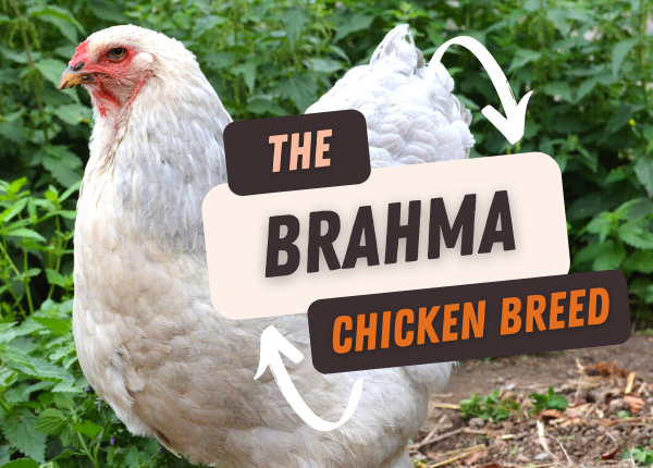 the brahma chicken breed
