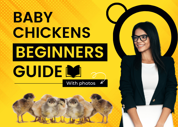 baby chickens beginners guide
