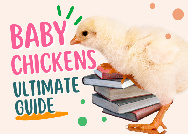 baby chickens ultimate guide