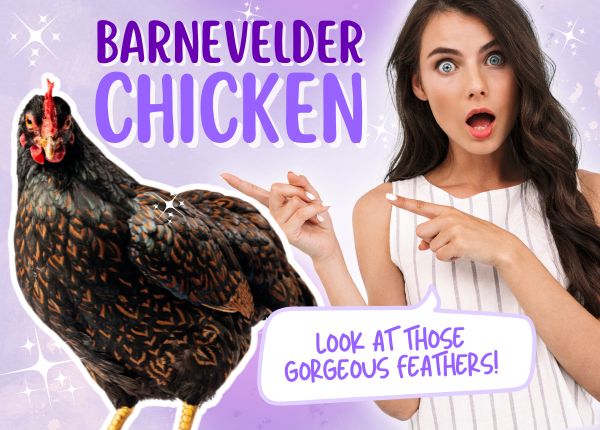 barnevelder chicken