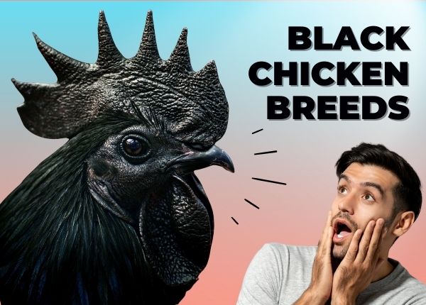 Which Chicken Breeds are Black?🤔 Discover the Pros & Cons HERE!