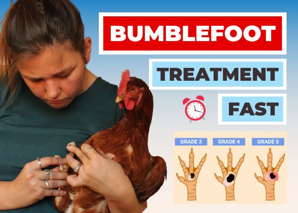 bumblefoot in chickens
