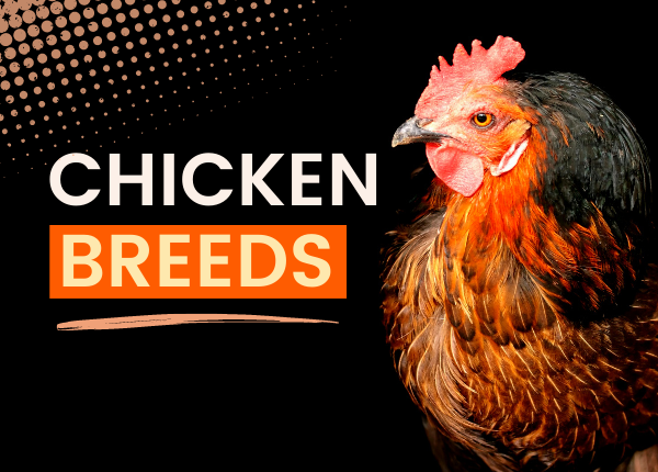 chicken breeds 