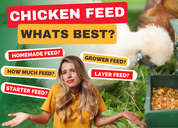 chicken-feed