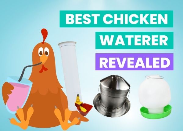 DON'T Buy a Chicken Waterer Until You've Read This! 😱