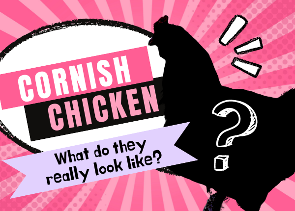 the cornish chicken breed guide