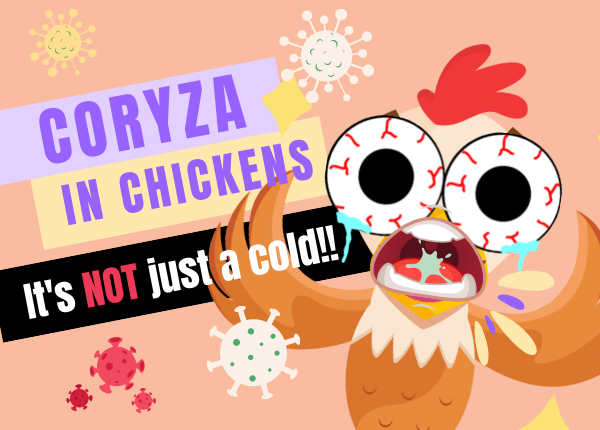 coryza in chickens
