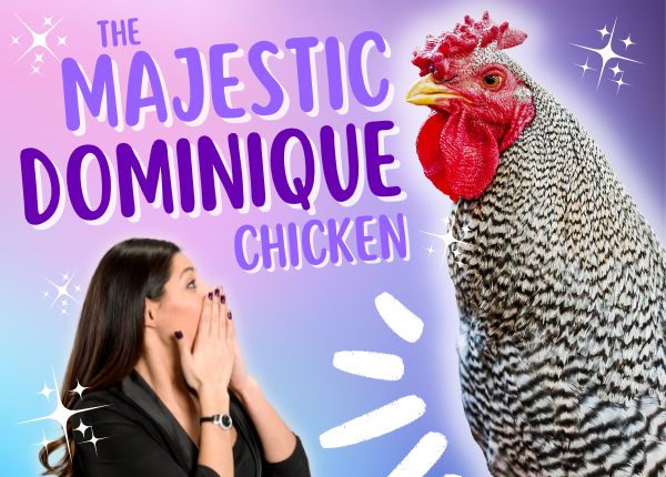 dominique chicken breed