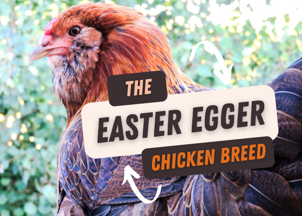 the easter egger chicken breed