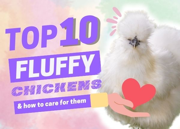 top ten fluffy chicken breeds