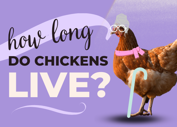 how long do chickens live