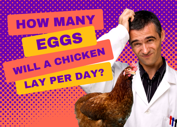 how many eggs will a chicken lay per day