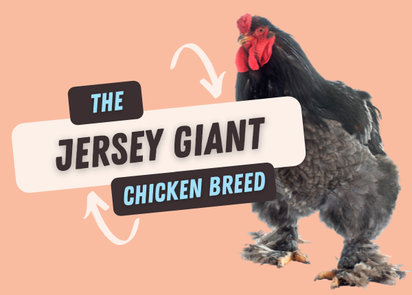 the jersey giant chicken breed