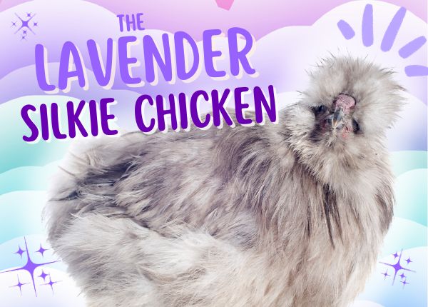 lavender silkie chicken