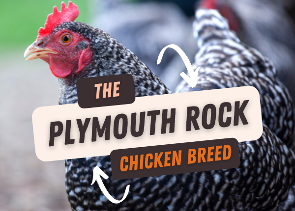 the plymouth rock chicken breed