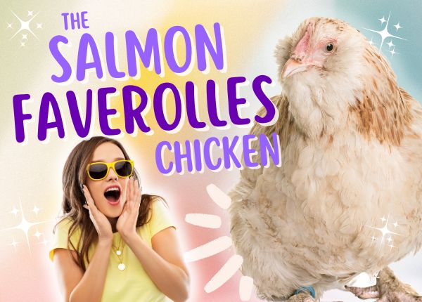 salmon faverolles chicken