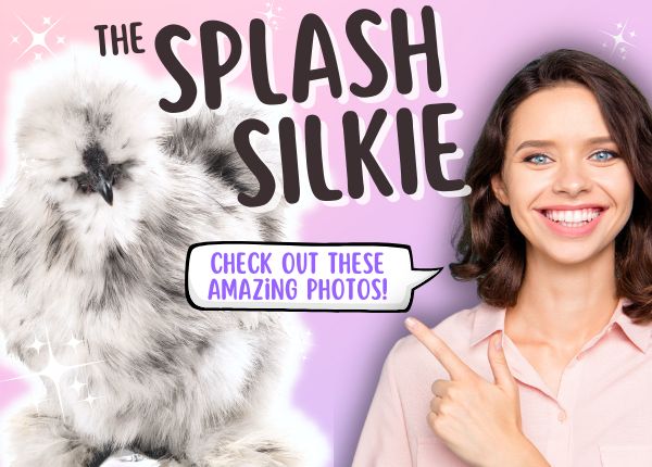 splash silkie chicken