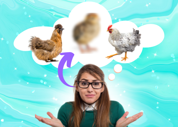 Need Help Pickin’ A Chicken? 🤔 Chicken Types Unscrambled