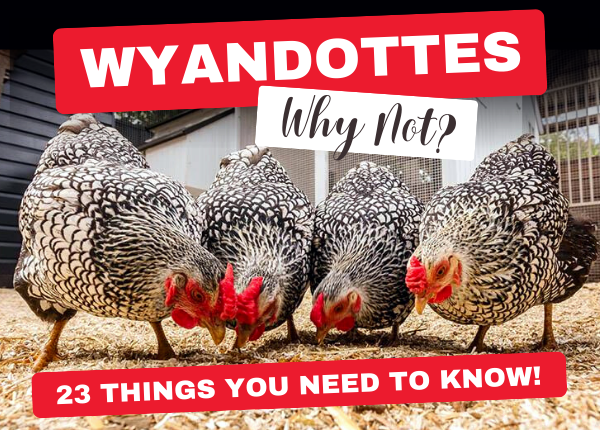 wyandotte-chickens