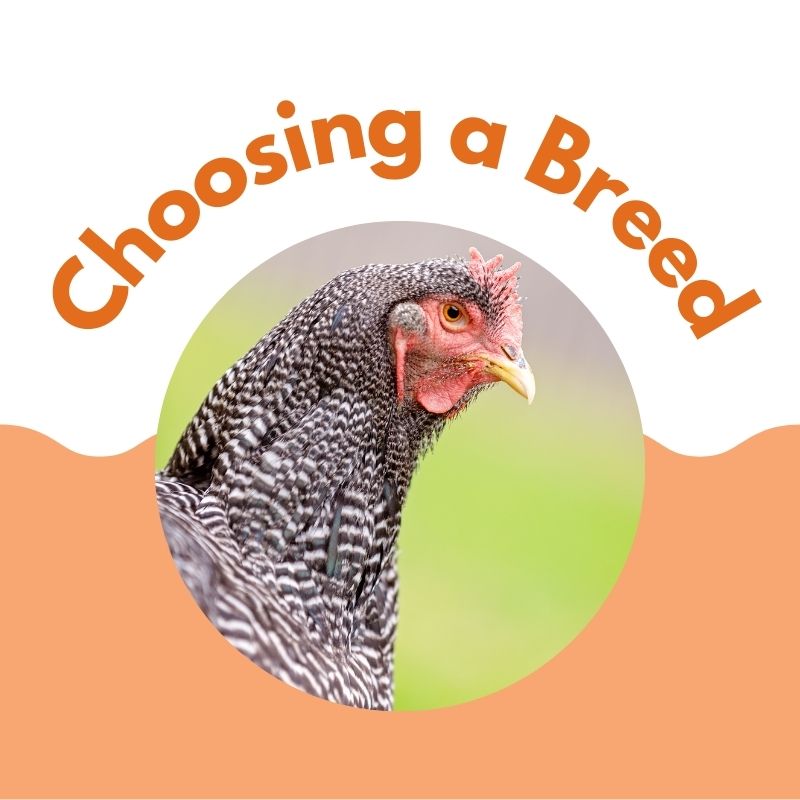 Chicken Experts The Chicken Keeping Experts You Can Trust & Rely On